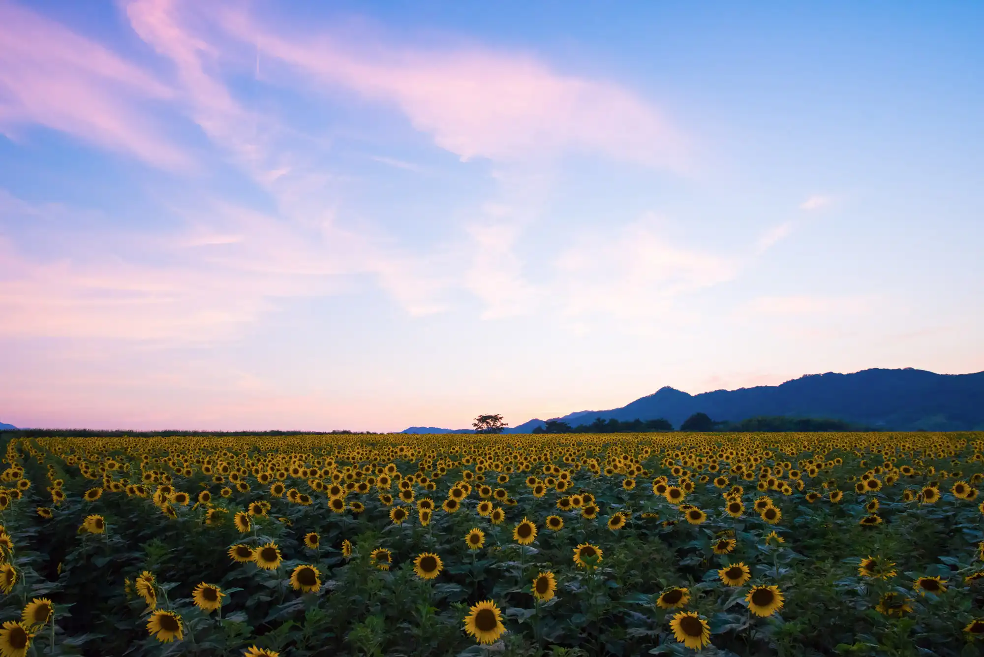 四国・香川県カメラマン・日本の絶景・風景写真