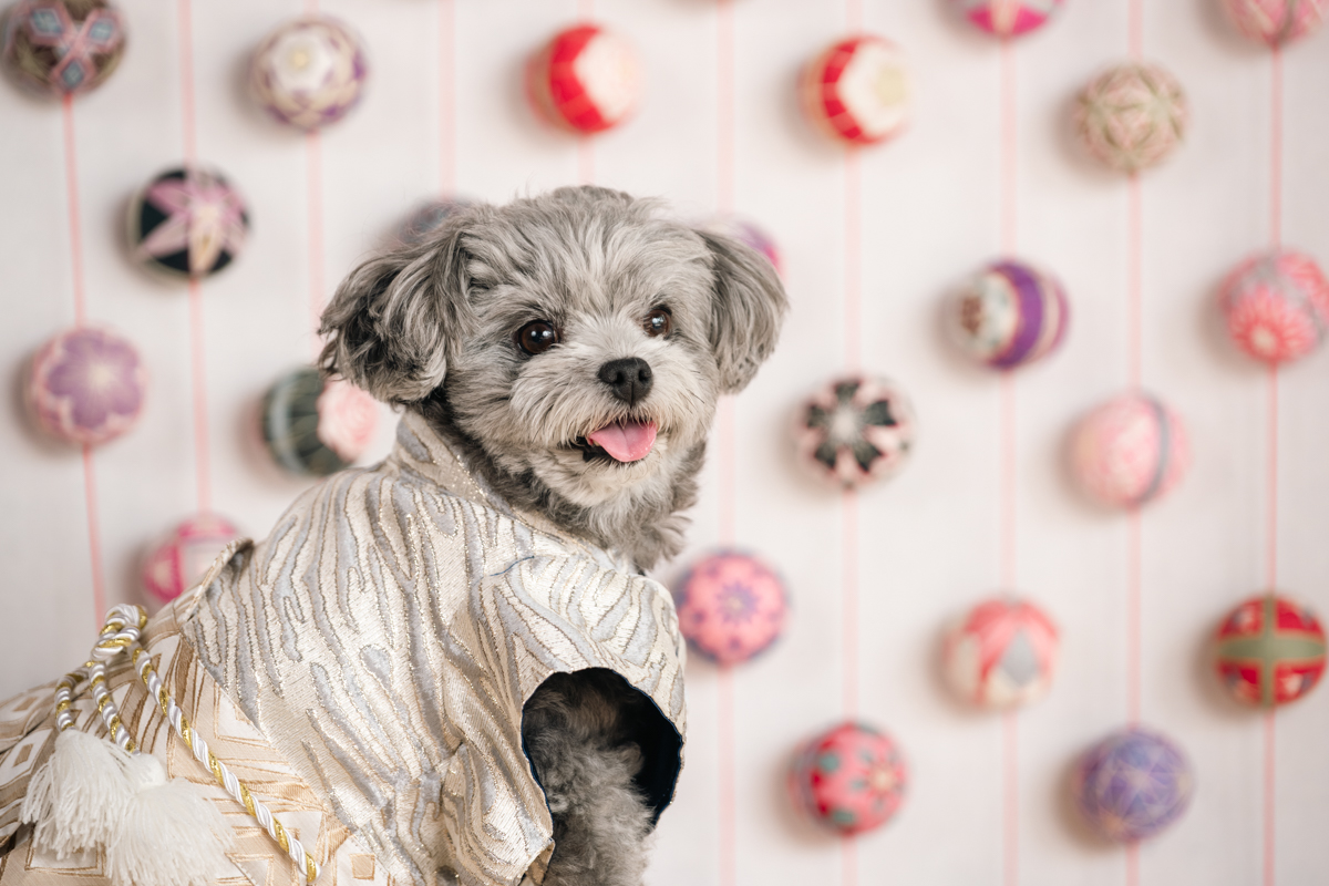 香川県カメラマン・ペットフォト・犬・父母ヶ浜撮影