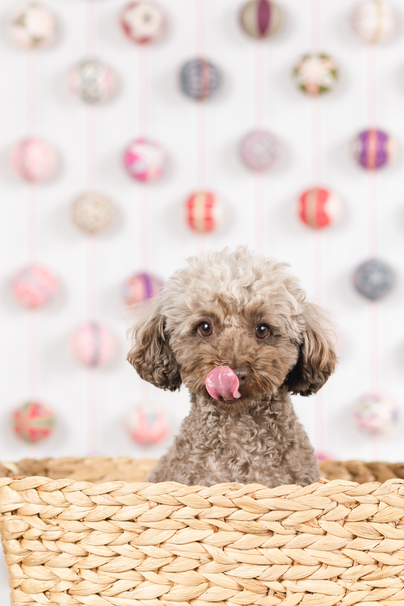 香川県カメラマン・ペット写真・犬のいる暮らし