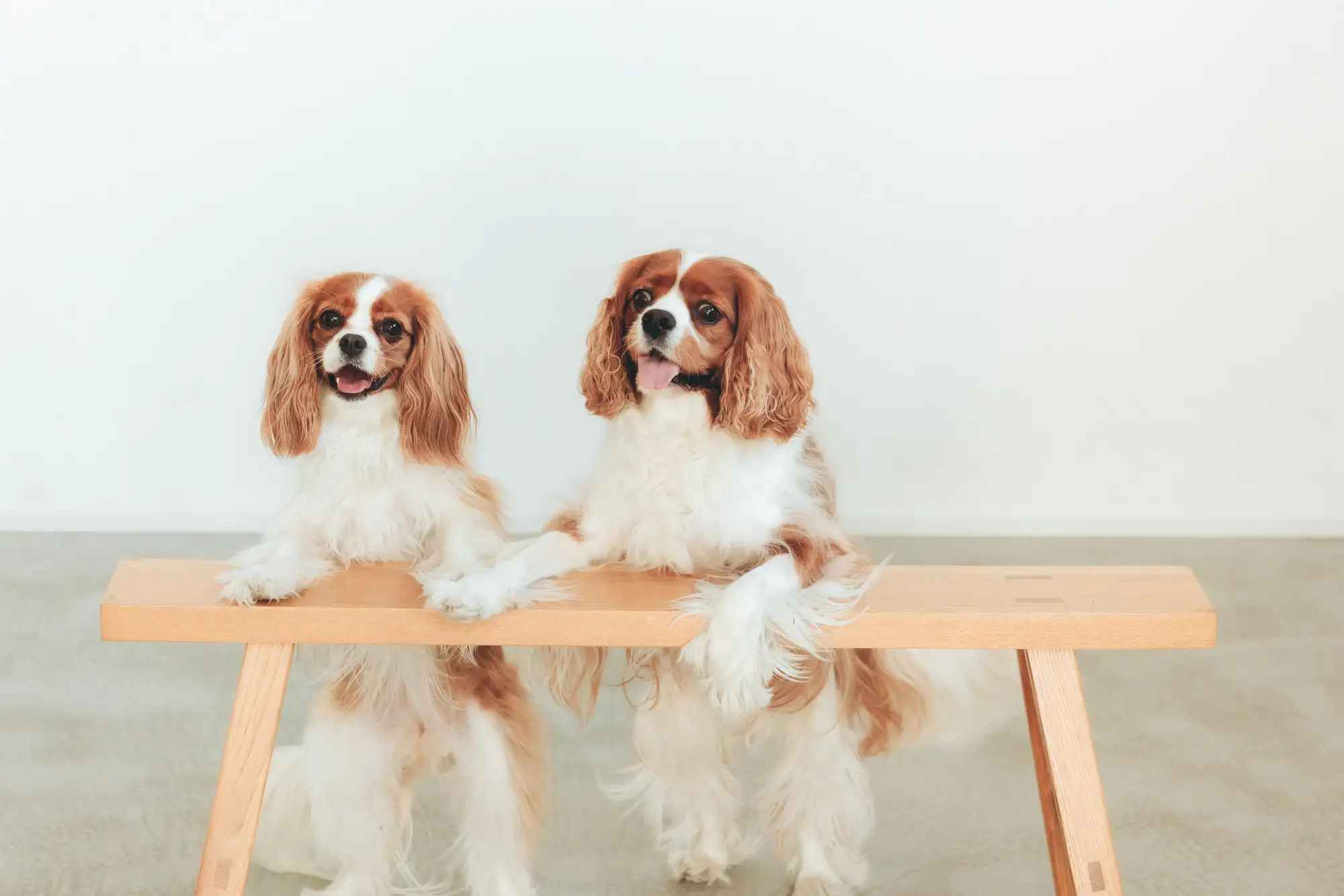 ペットPHOTO香川