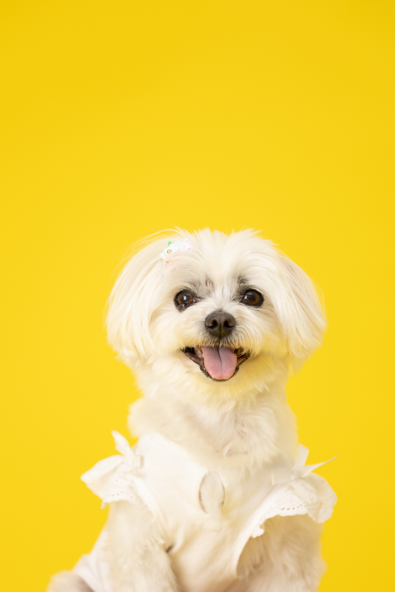 香川県カメラマン・ドッグラン撮影・ペット撮影
