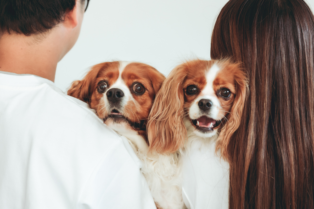 香川県カメラマン・犬・ロケーションフォト