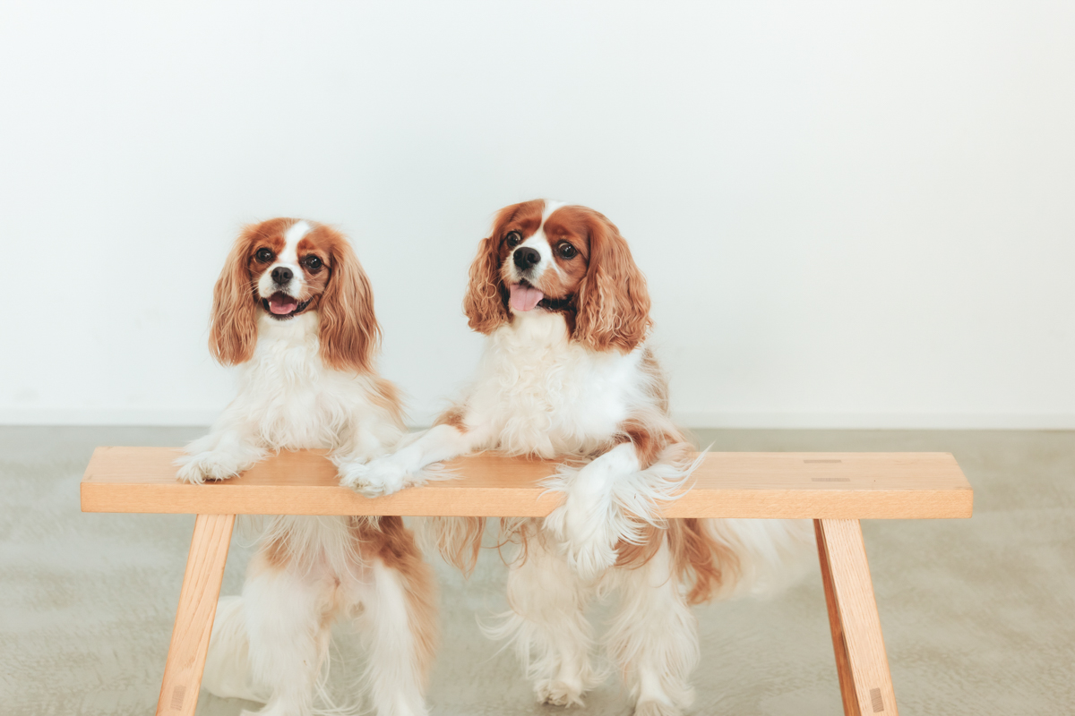 香川県カメラマン・ペットフォト・散歩写真