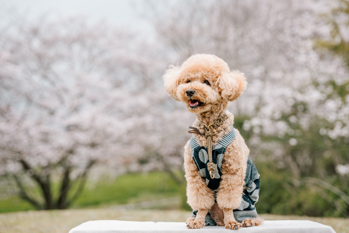 香川県カメラマン・大型犬・中型犬・撮影