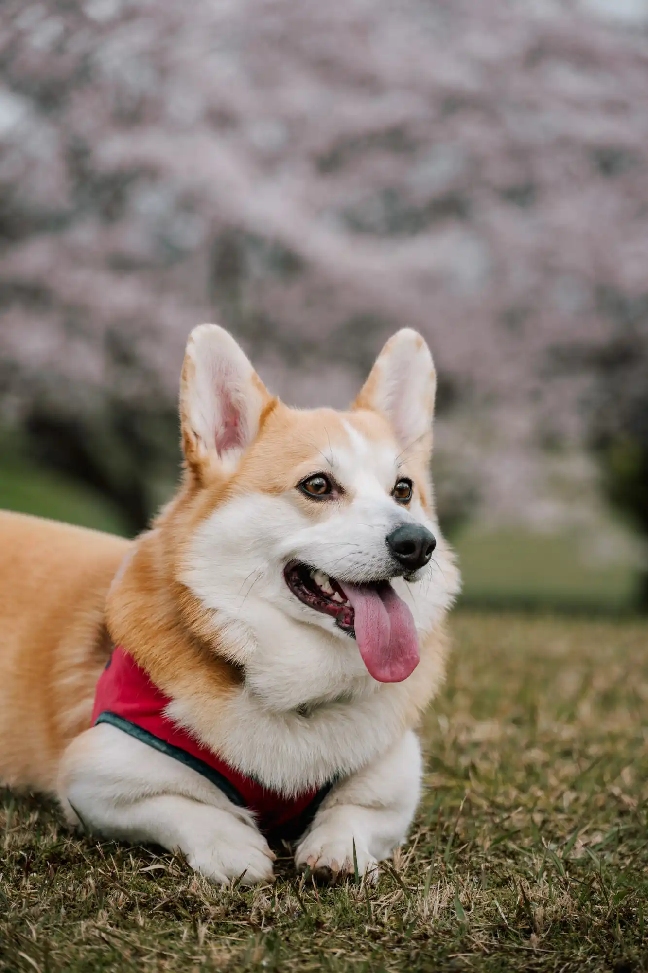 四国・香川県カメラマン・ペットフォト・多頭飼い