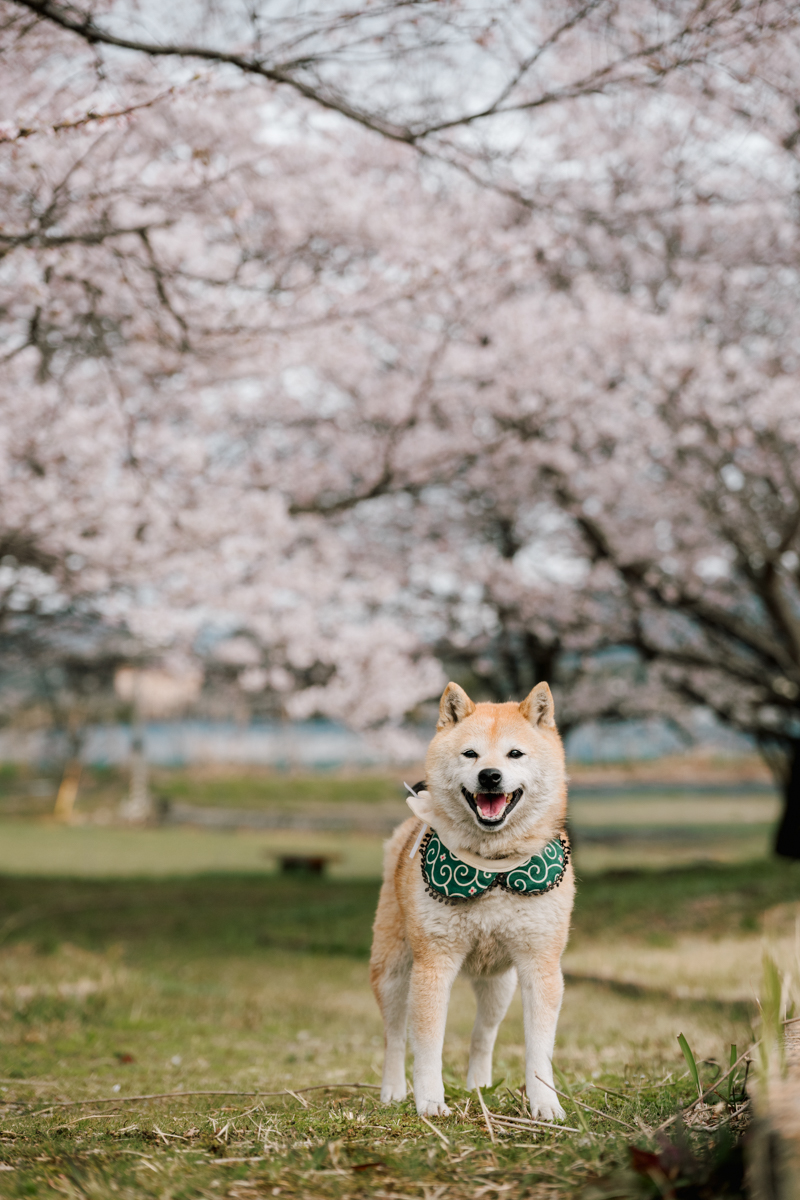 香川県カメラマン・ペットフォト・ドッグ撮影会