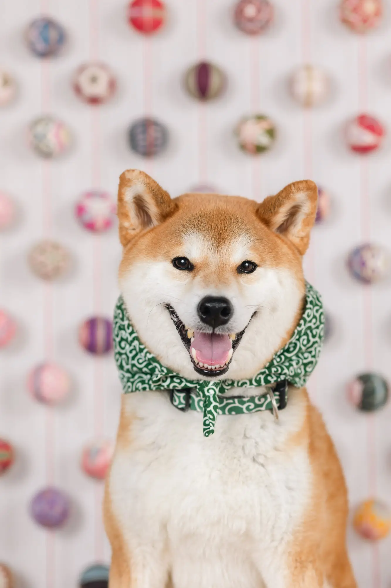 四国・香川県カメラマン・ペットフォト・愛犬撮影